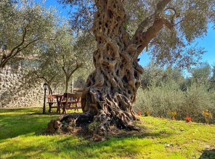 Olive Queen Rustic Estate Bar Bagian luar foto